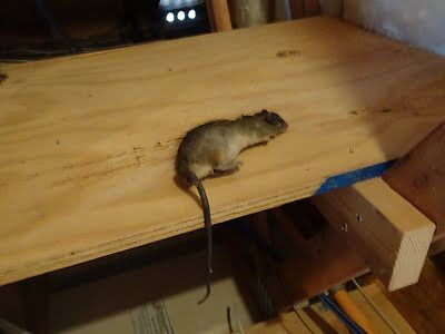 rodent trapping